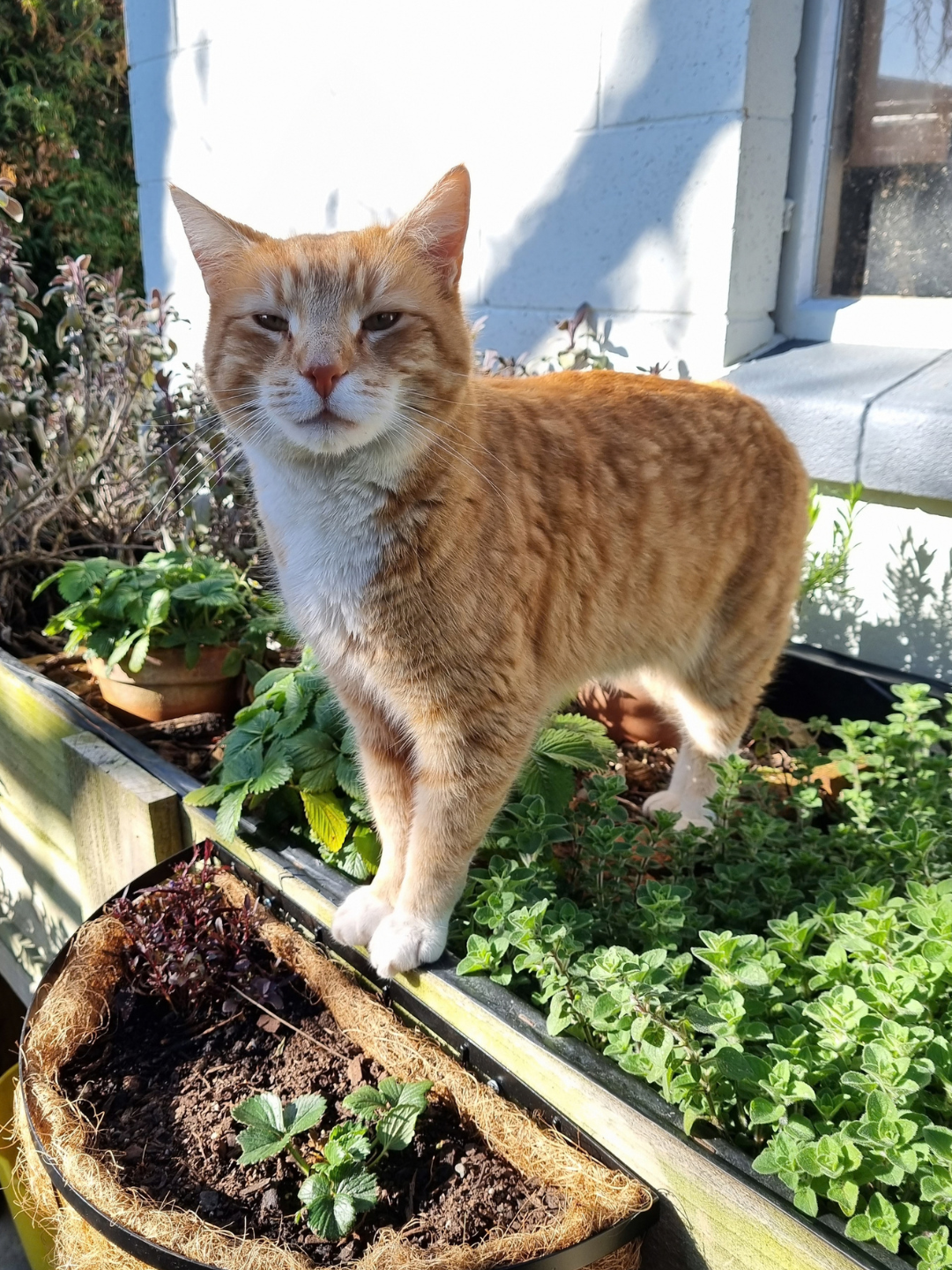 Ginger and white cat standing in the herb garden outside the studio